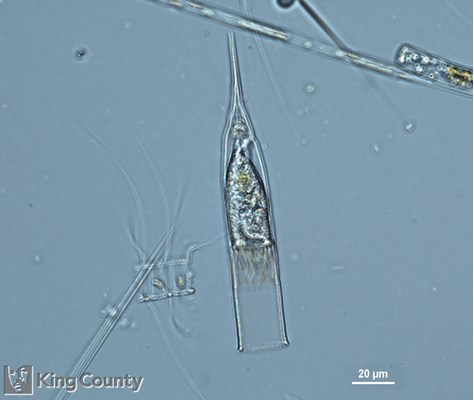 Photo of Helicostomella